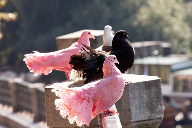 活塞正是因 活塞正是因