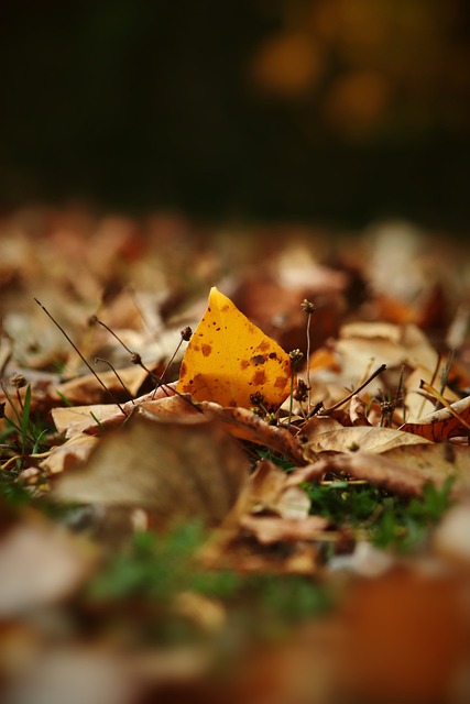 上海的单一 上海的单一
